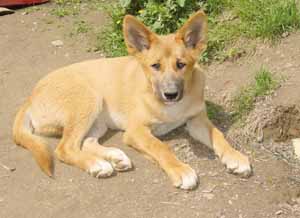 12dingo01