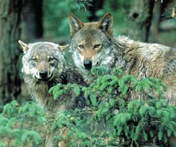 16wolf01