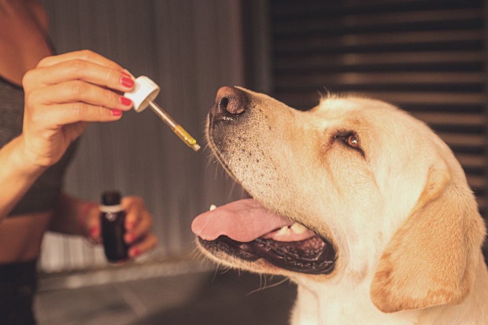 CBD Öl für Hunde kaufen: Worauf sollte man achten?