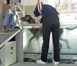 Physiotherapie für Haustiere