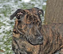 Hunde sehen anders als Menschen