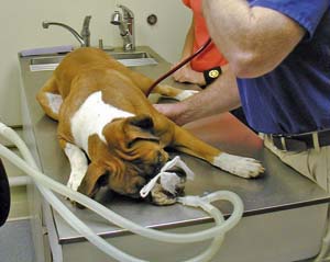 Erstmals bewiesen: Ansteckende Krebsart beim Hund