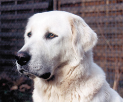 Herdenschutzhunde