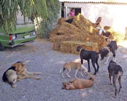 Tierschutz vor Ort statt Hundeimport