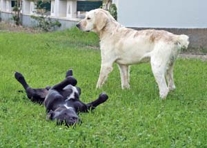 Hunde ohne Namen