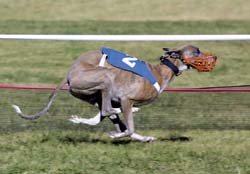 Greyhounds: Lauf oder stirb!