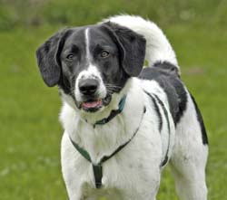 Ein Hund aus dem Tierheim – ein Hund mit Vergangenheit