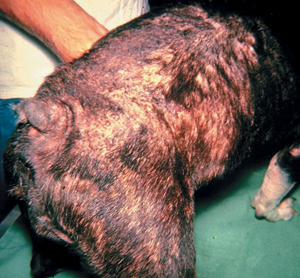 Armer Hund: Allergische Flohdermatitis