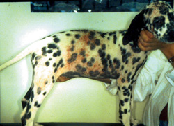 Hautkrankheiten beim Hund