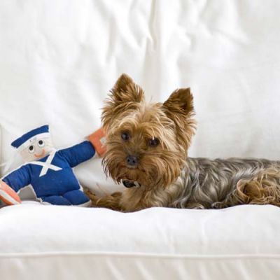 Yorkshireterrier mit Spielzeug