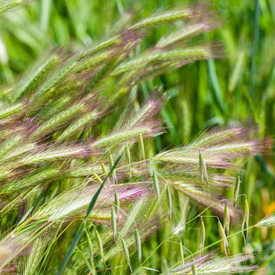 AdobeStock_499681838