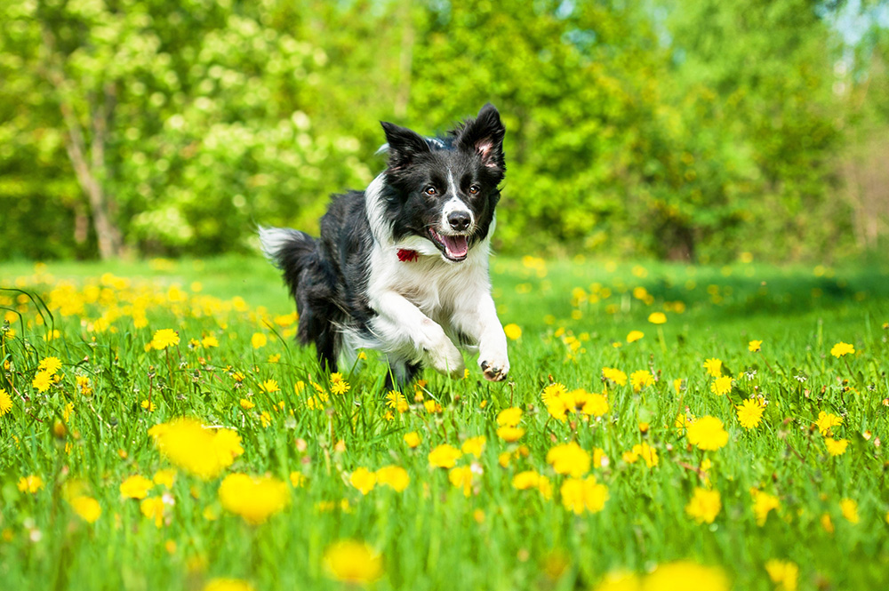Hund in einer Wiese mit Blumen