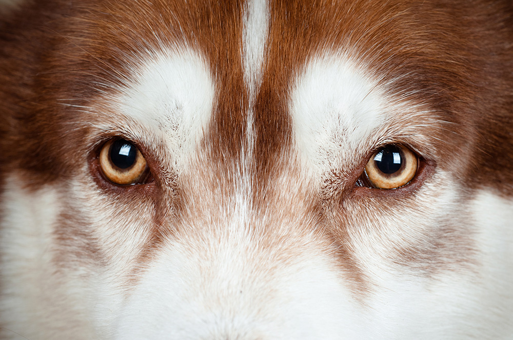 Augenpflege für Ihren Hund: Wissen & Tipps