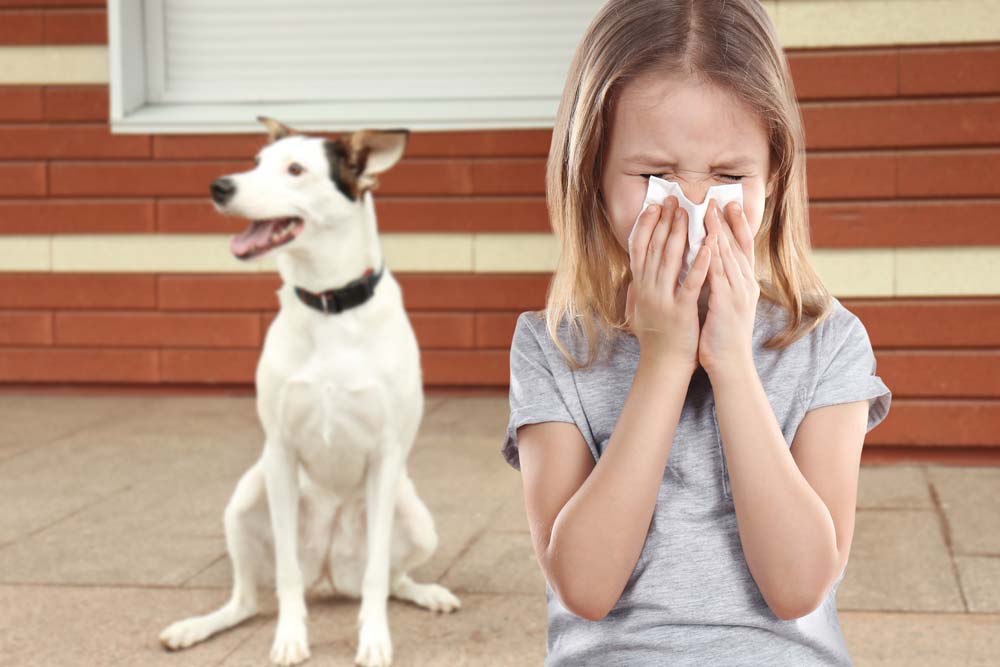 Hunde & Allergien bei Kindern - Neue Studien zur Hundehaltung