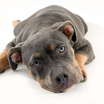 American bully dog lying down on a white background