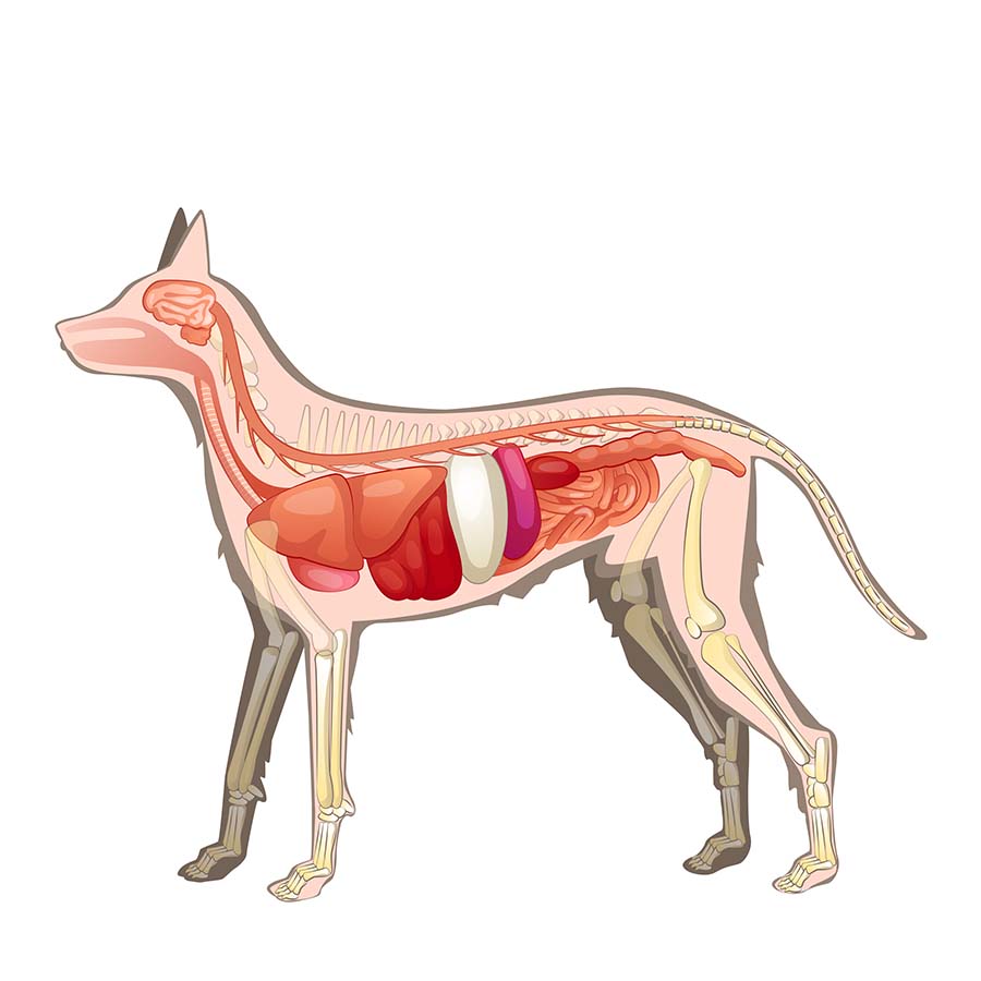 Basiswissen Hunde-Anatomie: Hundeherz und Atmungsorgane