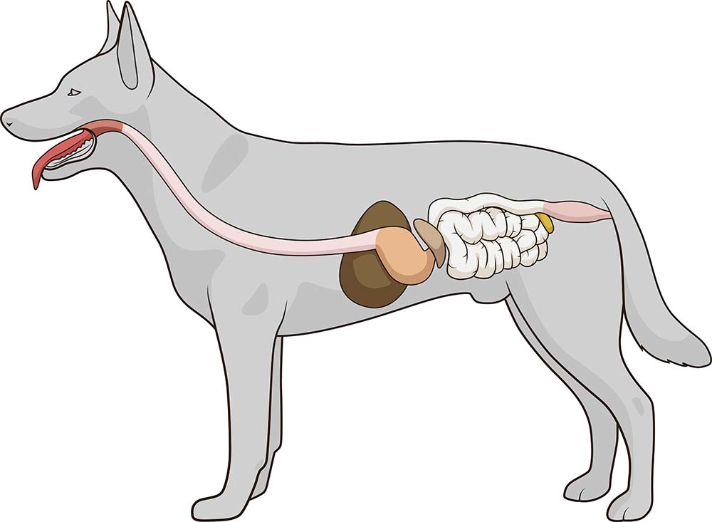 Basiswissen Hunde-Anatomie: Verdauungsapparat und Geschlechtsorgane