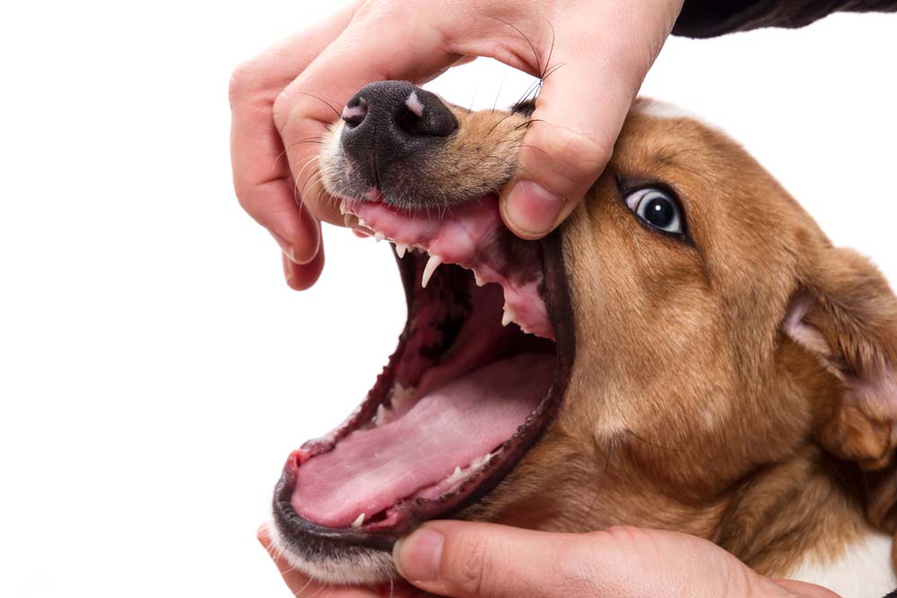 Basiswissen Hunde-Anatomie: Das Hundegebiss