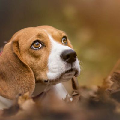 Autumn portrait of Beagle Dog