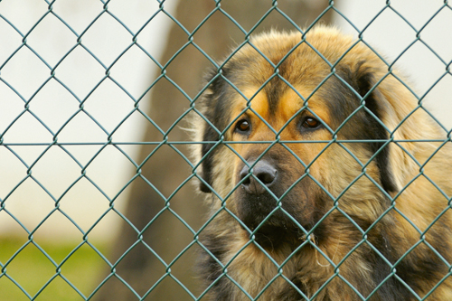Hundezucht  in den USA: - Hunderasse schützt nicht vor einem Leben im Tierheim