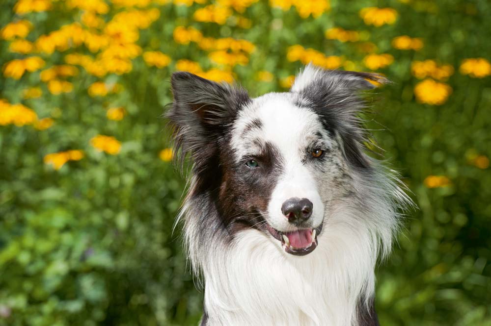 Der Border Collie - Genialer Problemhund – Problem genialer Hund
