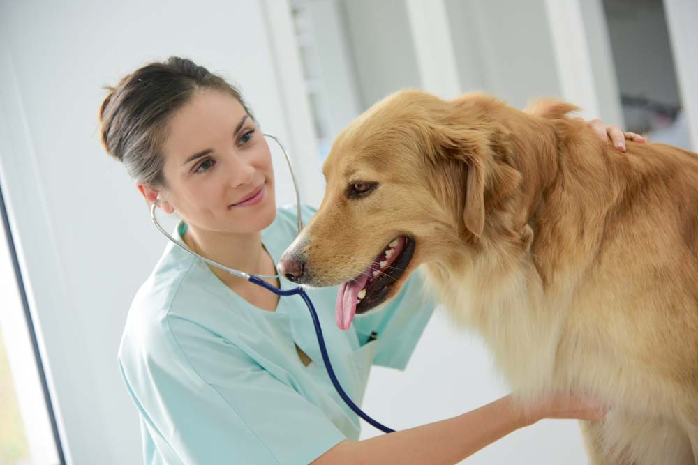 Brustkrebs  bei Mensch & Hund