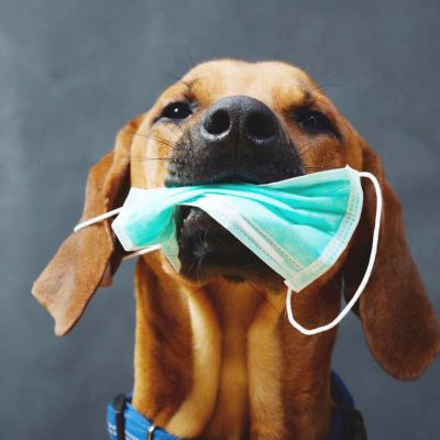 Hund Ridgeback süß lustig mit Mundschutz zu Corona Virus