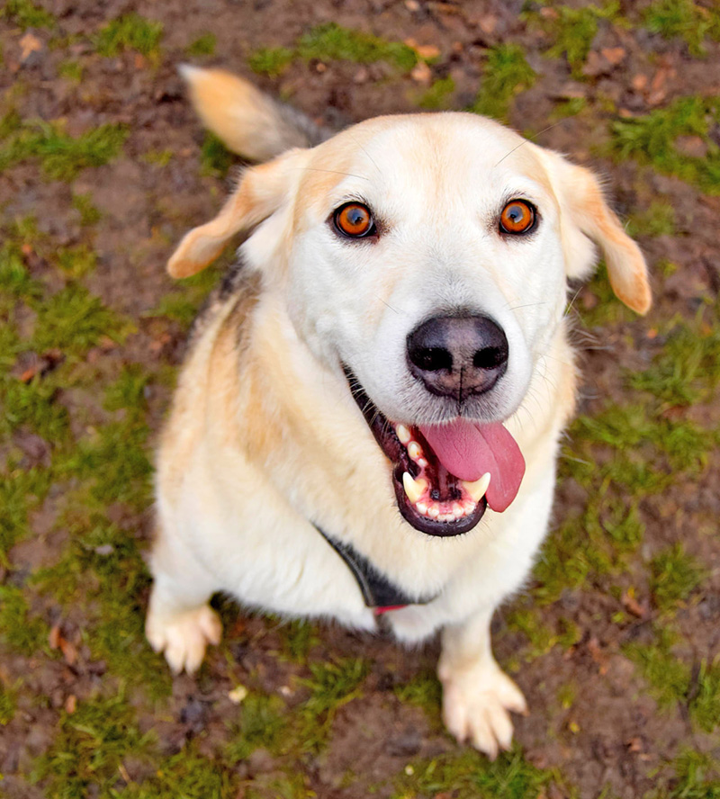 Der 7-jährige Labrador-Mischling Cosmo kam im Juli 2020 durch eine Partnerorganisation aus Kroatien zu Tierschutz Austria. Cosmo ist unsicher gegenüber neuen Menschen, nach einer Kennenlernphase aber sehr freundlich.