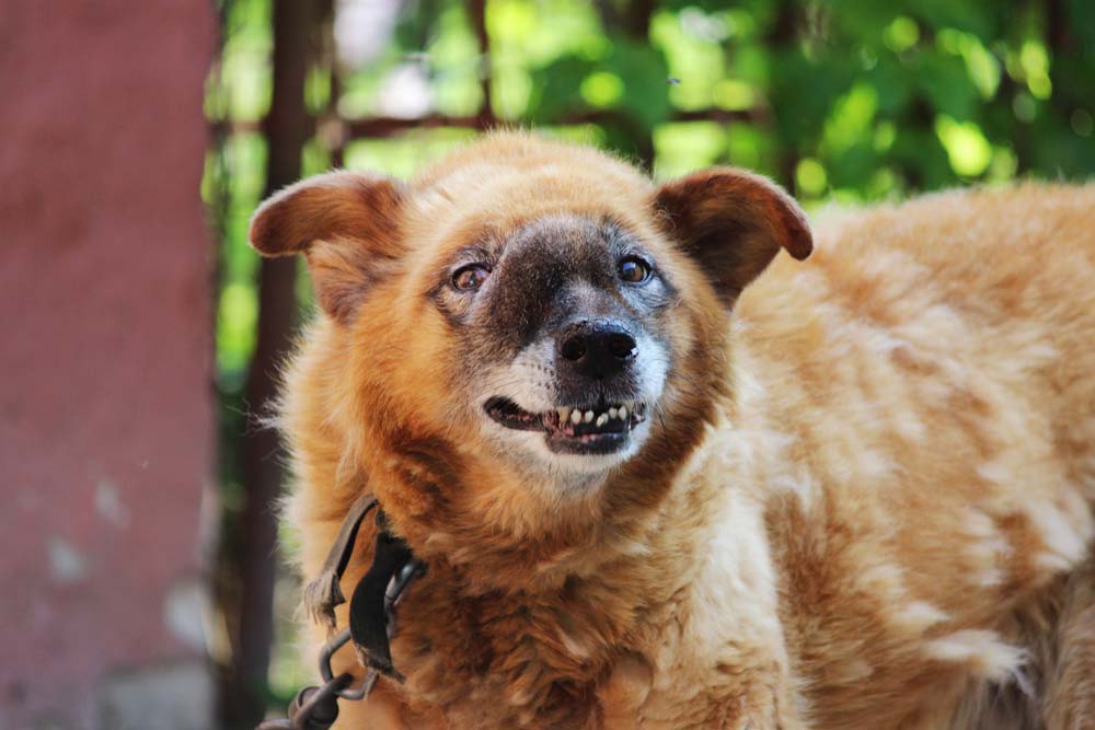 Cushing Syndrom beim Hund: Was steckt dahinter?