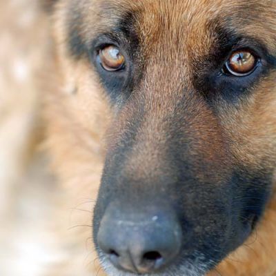 RETRATO DE UN PERRO PASTOR ALEMN