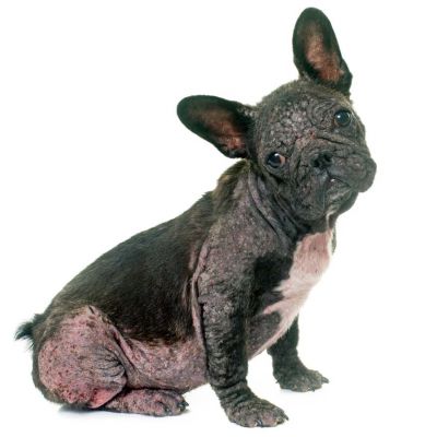 dog with Demodicosis