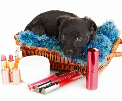 Cute puppy in basket and cosmetics isolated on white