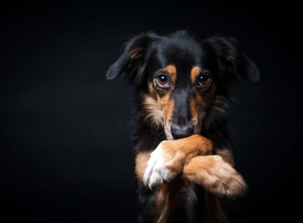 Epilepsie beim Hund: Woran soll geforscht werden?