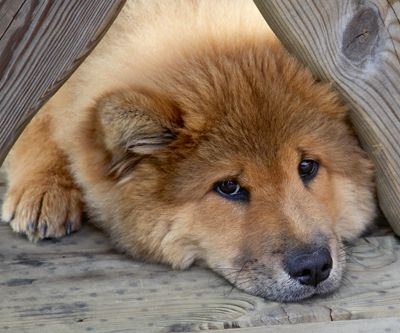 Eurasier_01_Heidrun_Wagner_4c