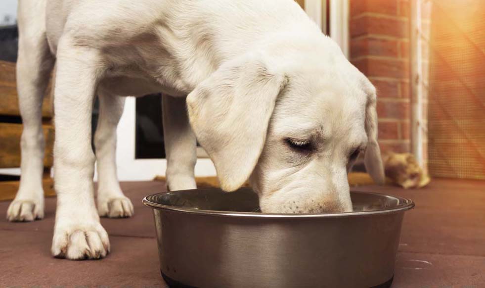 Schadet Hunden vegetarisches Futter?