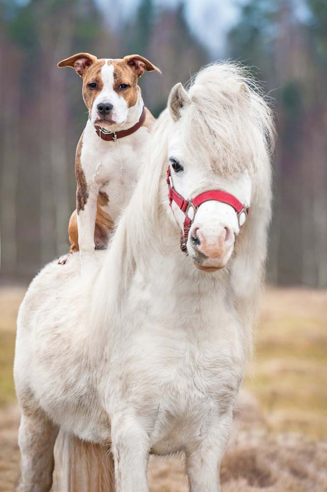 Hund trifft Pferd: Entspannt begegnen – gewusst wie