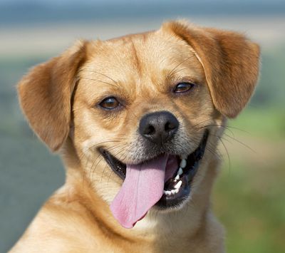 Funny dog smiling