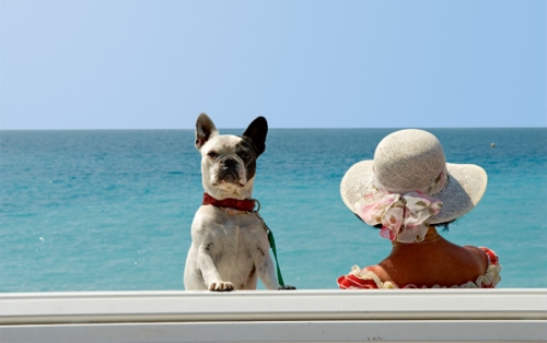 Hundstage: Tipps für einen entspannten Hunde-Sommer