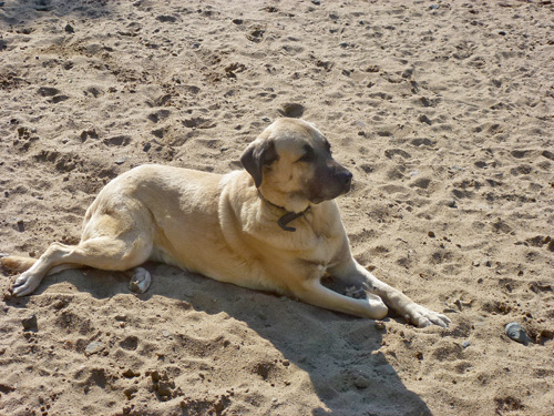 Anatolische Hirtenhunde - Karabasch, Akbasch, Kangal und Co. – Missverständnisse und offene Fragen