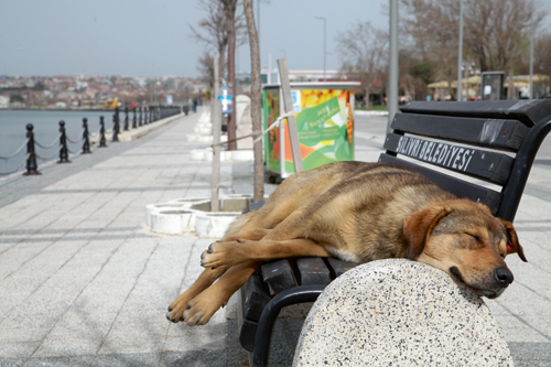 Hunde aus dem Ausland - Familienhunde oder nicht integrierbare ­Streuner?