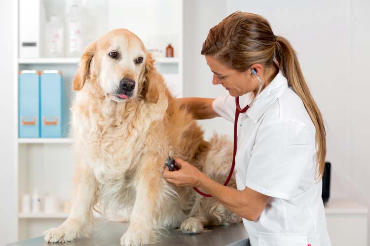 Krebstherapie bei Hunden - Neue Forschungsergebnisse