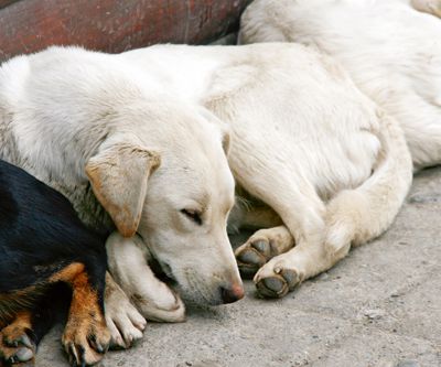Schlafende Straßenhunde