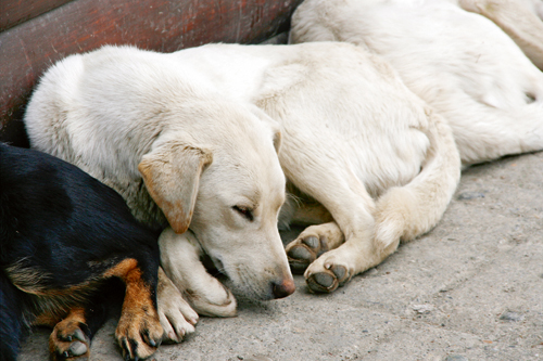 Auslandstierschutz: Schicksale geretteter Hunde