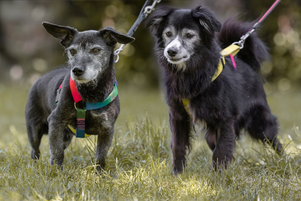 Der 7-jährige Labrador-Mischling Cosmo kam im Juli 2020 durch eine Partnerorganisation aus Kroatien zu Tierschutz Austria. Cosmo ist unsicher gegenüber neuen Menschen, nach einer Kennenlernphase aber sehr freundlich.