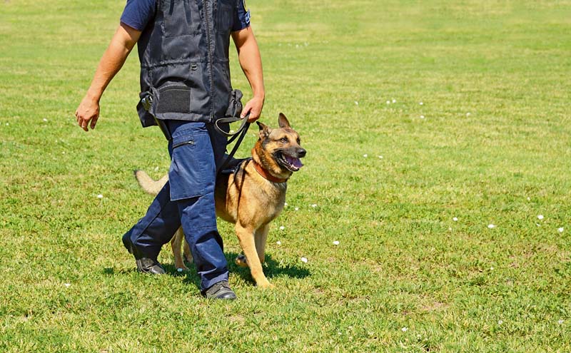 Massive Vorwürfe gegen Diensthunde­führer: Polizei nimmt Stellung