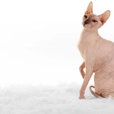 Sphynx hairless cat isolated on white