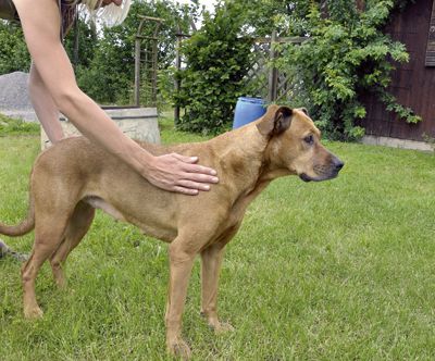 Hundephysiotherapie