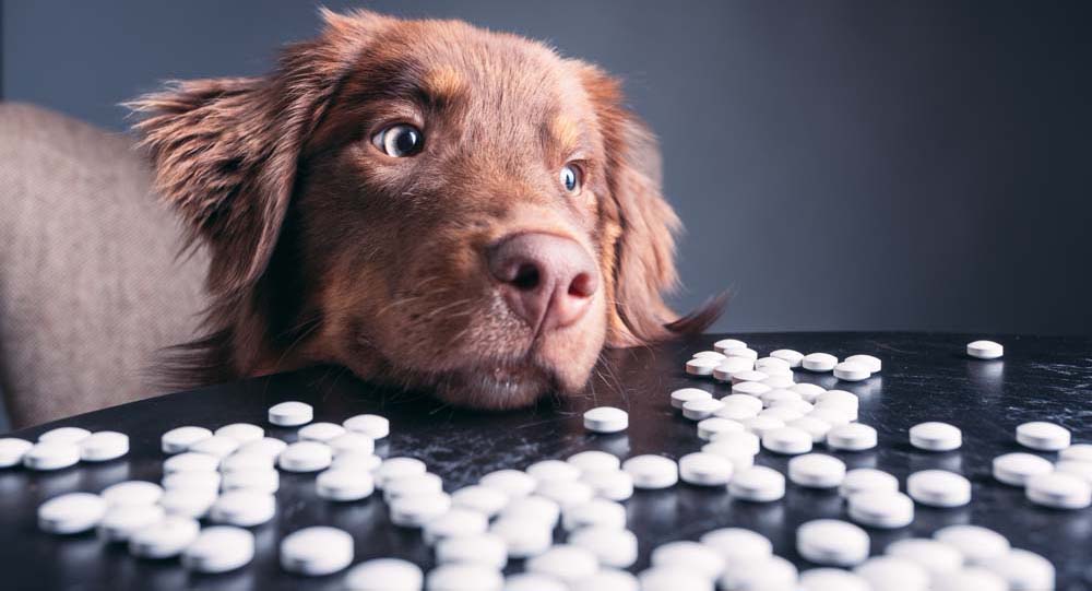 Der Placebo-Effekt: Gibt es ihn bei Hunden?