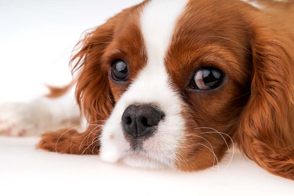 Das stille Leiden der königlichen Hunde: Ein Porträt des Cavalier King Charles Spaniels