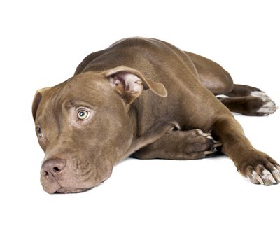 dog breed pit bull on a white background in studio